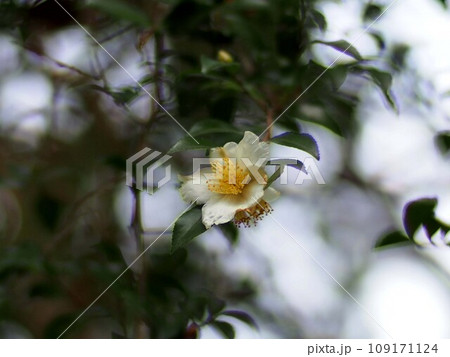 夕刻のサザンカの花(枝先の白い花のクローズアップ) 夕刻のサザンカの花(枝先の白い花のクローズアップ) 109171124