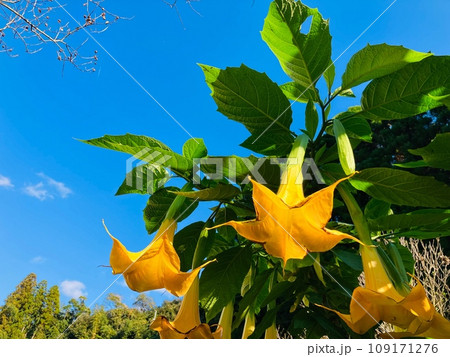 青空に映えるエンジェルストランペット 青空に映えるエンジェルストランペット 109171276