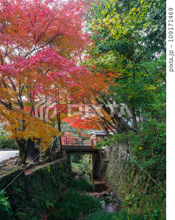 川沿いの紅葉 109171469