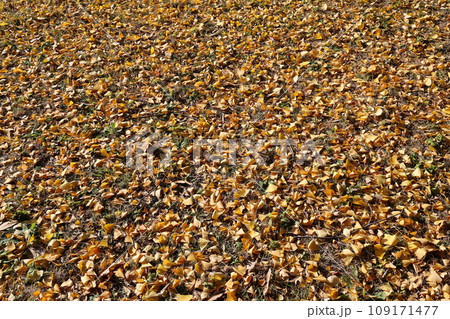 地面に落ちた銀杏の葉 109171477