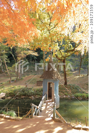 紅葉のあけぼのこどもの森公園 池の上の青い建物と黄色いメタセコイア 紅葉のあけぼのこどもの森公園 池の上の青い建物と黄色いメタセコイア 109171559