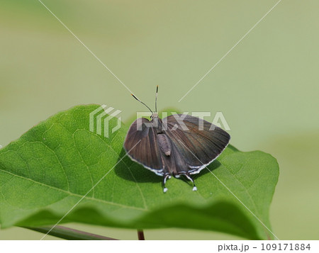 ミズイロオナガシジミ 109171884