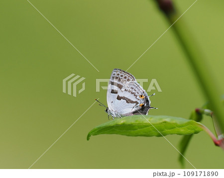 ミズイロオナガシジミ 109171890