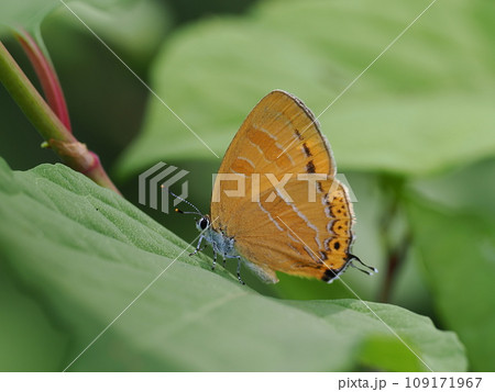 アカシジミ アカシジミ 109171967