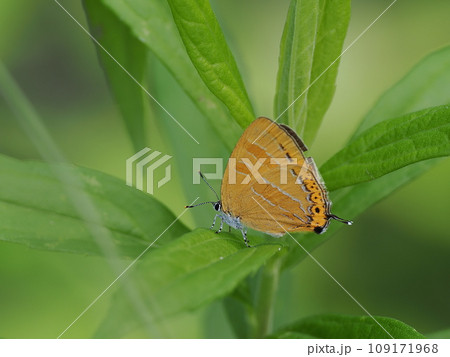 アカシジミ 109171968