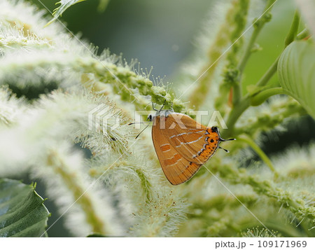 アカシジミ 109171969