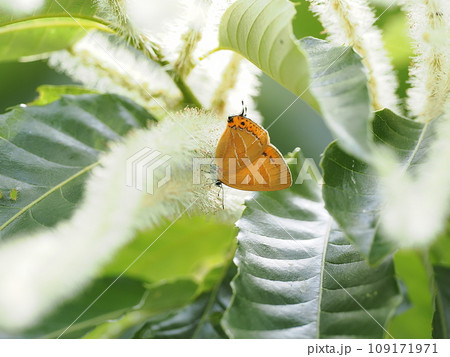 アカシジミ 109171971