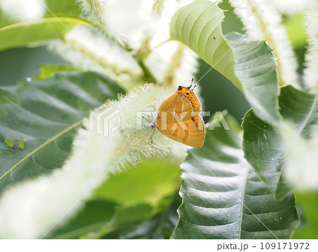 アカシジミ アカシジミ 109171972