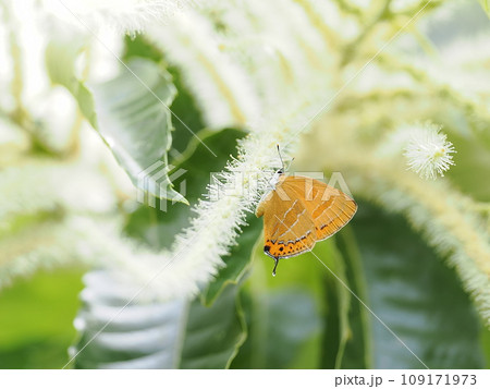 アカシジミ アカシジミ 109171973