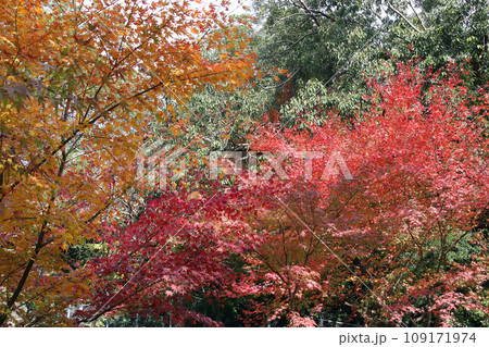 長崎の長崎公園のモミジ01 109171974