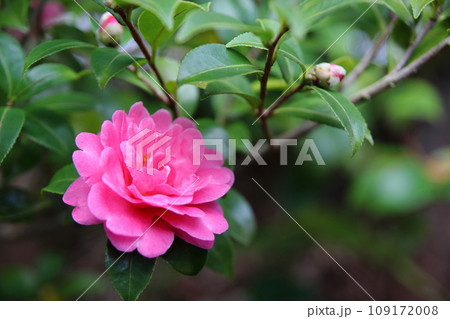 長崎の椿の花のクローズアップ 109172008