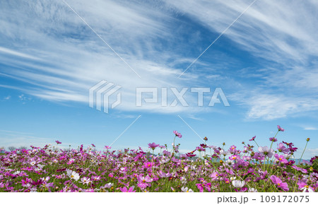 秋空に見上げるコスモスと青い空 秋空に見上げるコスモスと青い空 109172075