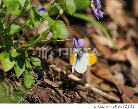 クモマツマキチョウ クモマツマキチョウ 109172135