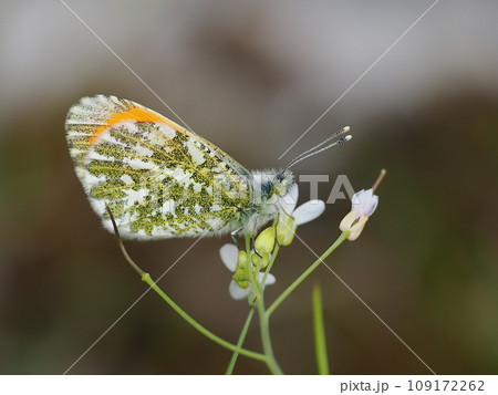 クモマツマキチョウ 109172262