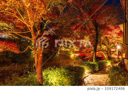 (静岡県)修善寺温泉・桂川の紅葉ライトアップ (静岡県)修善寺温泉・桂川の紅葉ライトアップ 109172406