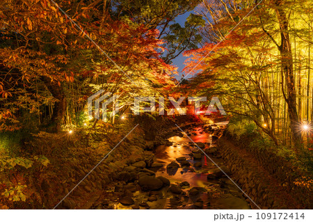 （静岡県）修善寺温泉・桂川の紅葉ライトアップ 109172414