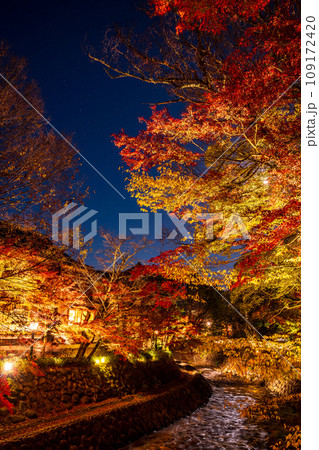 （静岡県）修善寺温泉・桂川の紅葉ライトアップ 109172420