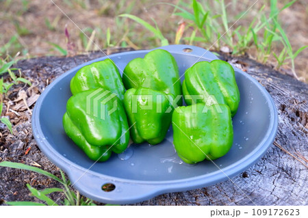 ピーマン 109172623