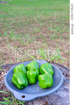 ピーマン 109172624