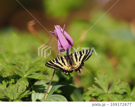 ヒメギフチョウ 109172677