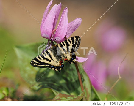ヒメギフチョウ ヒメギフチョウ 109172678