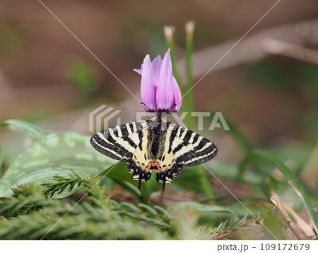 ヒメギフチョウ 109172679