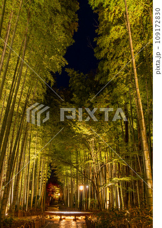 （静岡県）修善寺温泉　竹林の小径・ライトアップ 109172830