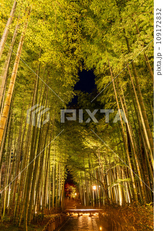 (静岡県)修善寺温泉 竹林の小径・ライトアップ (静岡県)修善寺温泉 竹林の小径・ライトアップ 109172832