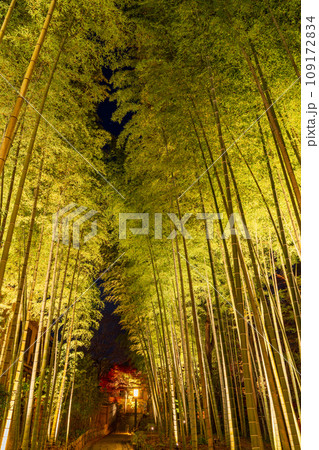 (静岡県)修善寺温泉 竹林の小径・ライトアップ (静岡県)修善寺温泉 竹林の小径・ライトアップ 109172834