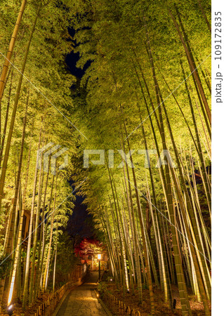 (静岡県)修善寺温泉 竹林の小径・ライトアップ (静岡県)修善寺温泉 竹林の小径・ライトアップ 109172835