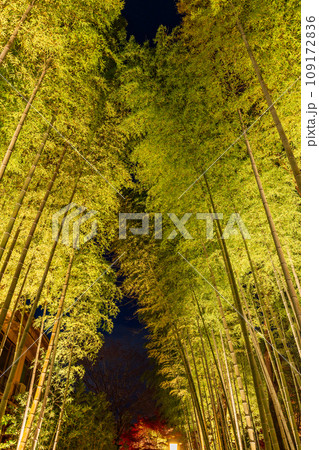 (静岡県)修善寺温泉 竹林の小径・ライトアップ (静岡県)修善寺温泉 竹林の小径・ライトアップ 109172836