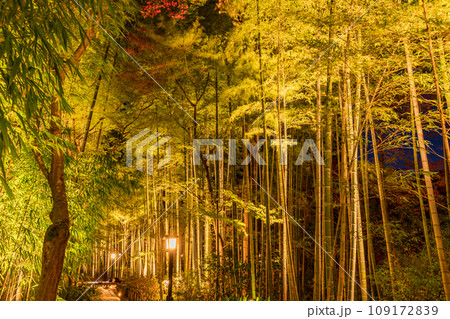 (静岡県)修善寺温泉 竹林の小径・ライトアップ (静岡県)修善寺温泉 竹林の小径・ライトアップ 109172839