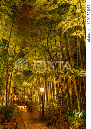 （静岡県）修善寺温泉　竹林の小径・ライトアップ 109172841