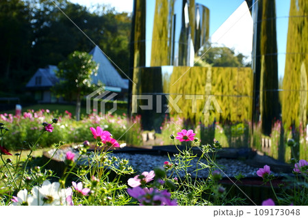 コスモスの花 コスモスの花 109173048