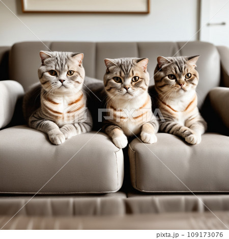 Three scottish fold cats. 109173076