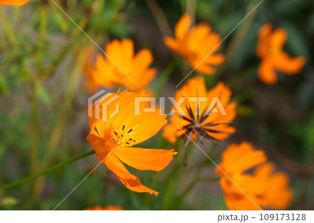 コスモスの花 コスモスの花 109173128
