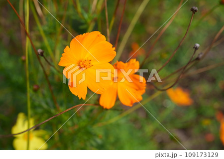 コスモスの花 コスモスの花 109173129