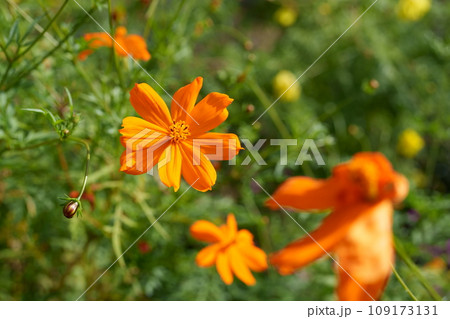 コスモスの花 109173131