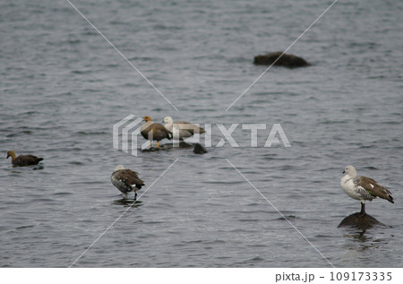 Upland geese. Upland geese. 109173335