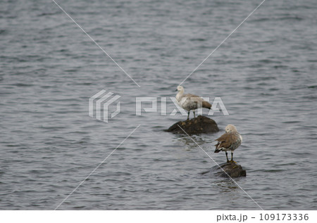 Upland geese. 109173336