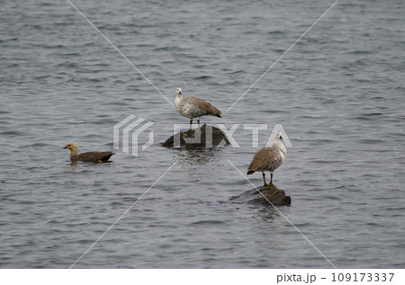 Upland geese. 109173337