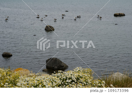 Upland geese. 109173396