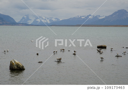Upland geese. Upland geese. 109173463