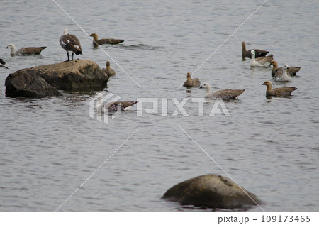 Upland geese. Upland geese. 109173465