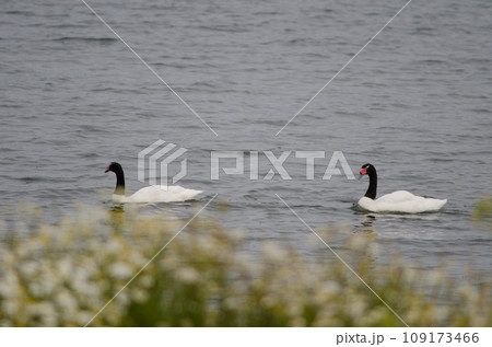 Black-necked swans. Black-necked swans. 109173466