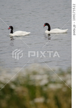 Black-necked swans. 109173522
