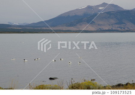 Black-necked swans. 109173525