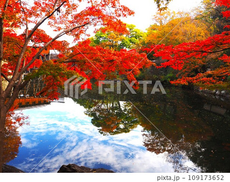 和歌山県西之丸庭園の紅葉 和歌山県西之丸庭園の紅葉 109173652