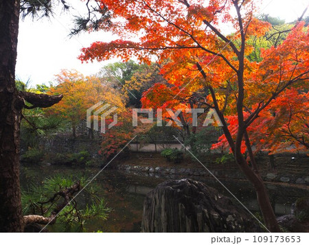 和歌山県西之丸庭園の紅葉 和歌山県西之丸庭園の紅葉 109173653