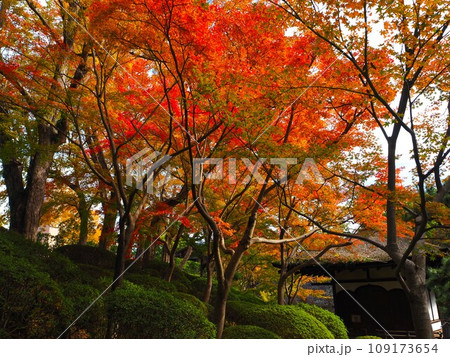 和歌山県西之丸庭園の紅葉 109173654